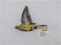 藏品(灰鶺鴒)的圖片